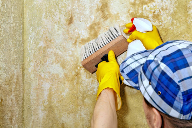 Best Attic Mold Removal  in Grayson, CA