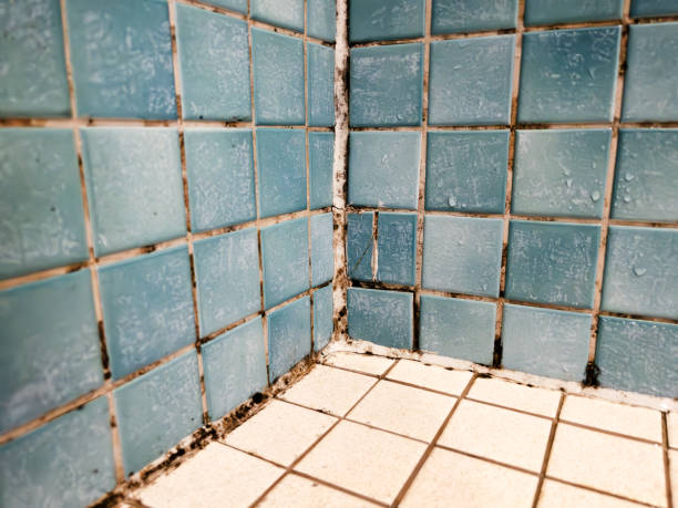 Best Mold Prevention Services  in Grayson, CA