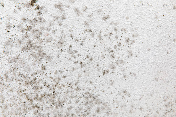 Best Mold Damage Restoration  in Grayson, CA
