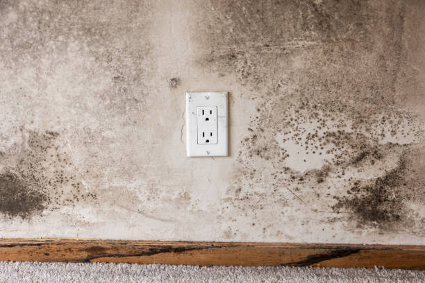 Forensic Mold Investigation in Grayson, CA