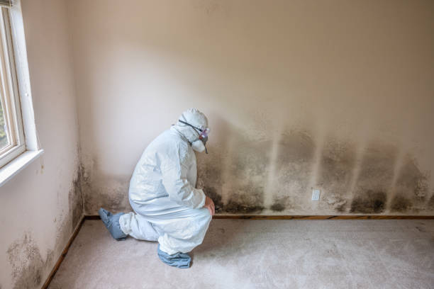 Best Asbestos and Lead Testing During Mold Inspection  in Grayson, CA